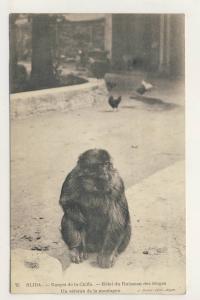 carte  de  blida  gorges de la chiffa hôtel du ruisseau des singes  ( singe )( recto verso )