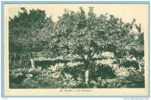 CARTE POSTALE 83 BLIDA LES ORANGERS . EDITION BENSIMON BLIDA
