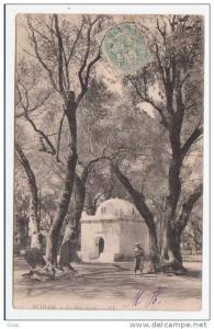 Algérie - BLIDAH - Le Bois sucré