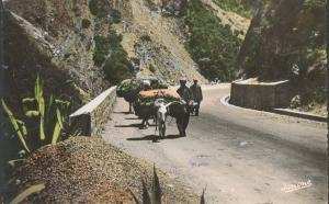 carte postale  n° 112 BLIDA . Gorges de la Chiffa