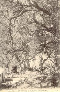 CPA - Blida - Les oliviers du cimetyière Sidi el Kebir