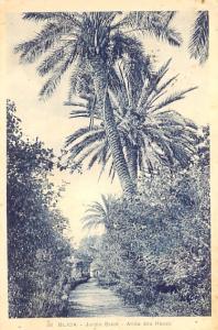 CPA - Blida - Jardin Bizot - Allée des Roses