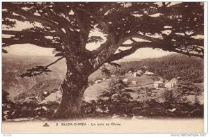 ALGERIE BLIDA CHREA Un coin de Chréa