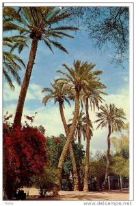 BISKRA Le jardin public