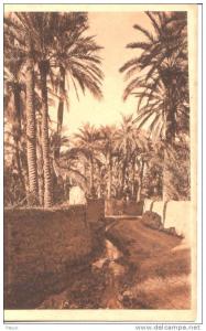 BISKRA - Dans l´Oasis