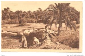 BISKRA - Dans l´Oasis