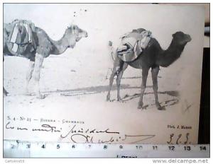 ALGERIA Algérie - BISKRA Chameaux V1903  CC5070