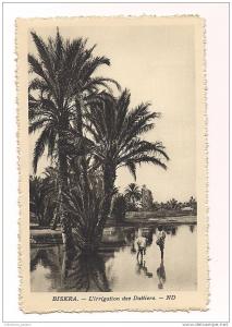 cp , ALGERIE , BISKRA , l'irrigation des dattiers