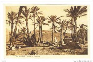 ALGERIA - 0174 Biskra - Oasis de Filièche
