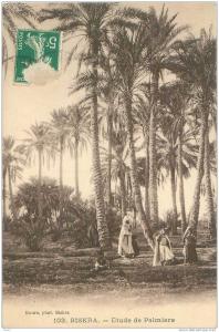 CPA Biskra Etude de Palmiers (animée) B81