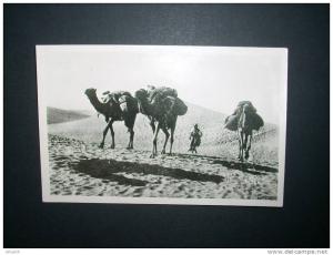 BISKRA chameaux dans les dunes   - édit. photo africaines - NON CIRCULEE  L68E