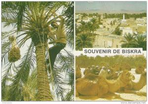 Souvenir de Biskra - Vue générale, cueillette des dattes, repos des chameliers