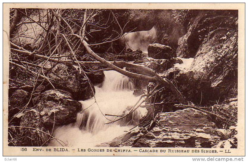 Blida CPA      Les Gorges de la Chiffa Ruisseau des Singes La grande