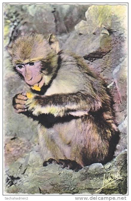 cpsm. pf. VALLEE DE LA CHIFFA. Le Ruisseau des Singes. 9
