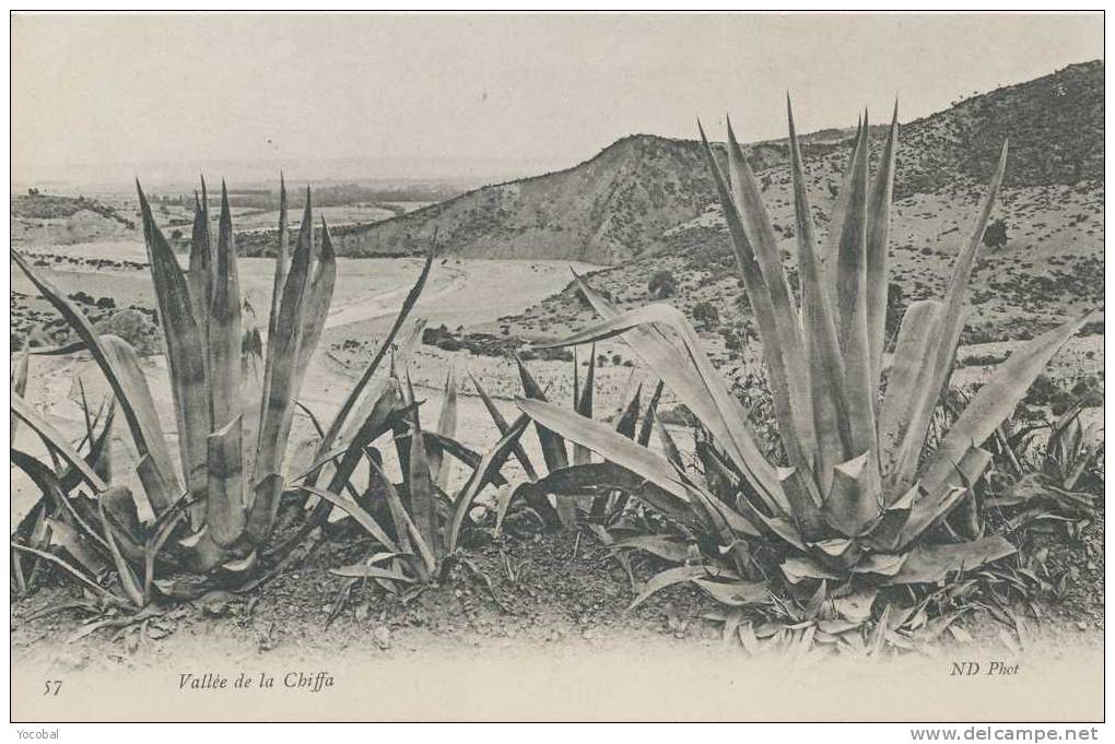cp , ALGÉRIE , BLIDA , Environs , Vallée de la Chiffa