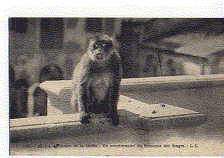 blida  gorges de la chiffa  un pensionnaire du ruisseau des singes