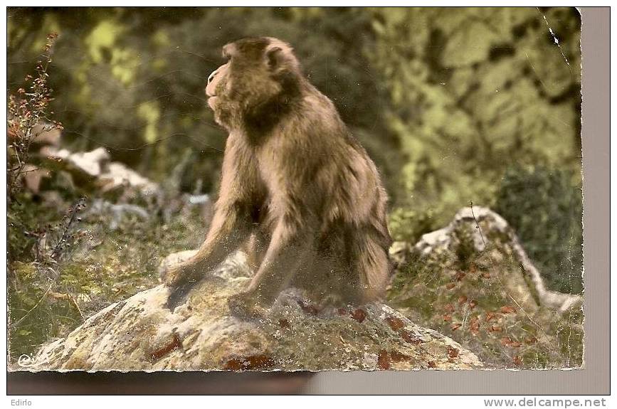 ALGERIE - Environ de Blida - un des singes des gorges de Chiffa B sauf petit pli d'angle timbrée 1961