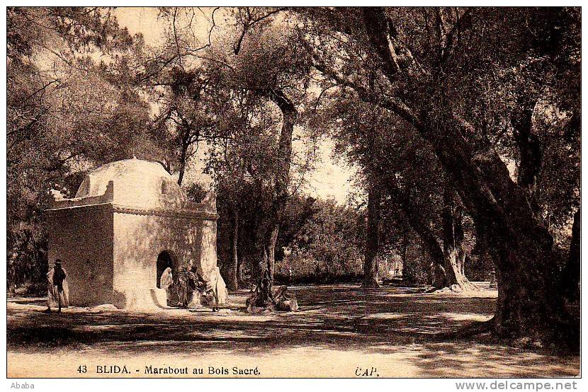 BLIDA MARABOUT AU BOIS SACRE