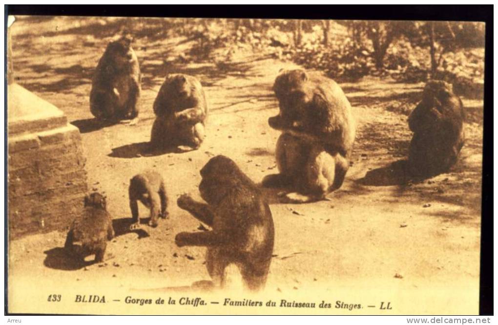CPA - Algérie - BLIDA - Gorges de la Chiffa - Familiers du ruisseau des singes - Neuve -