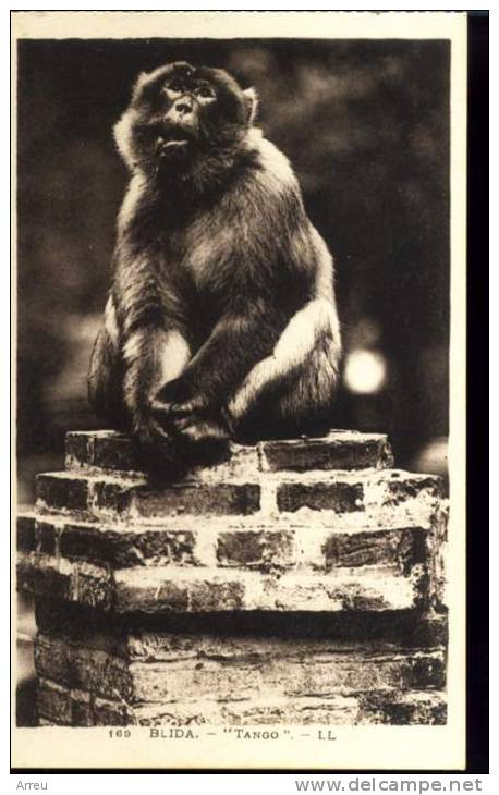 CPA - Algérie - BLIDA - 