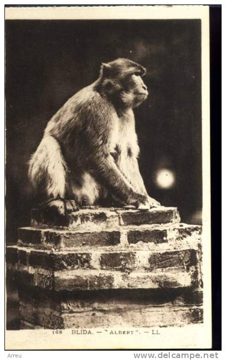 CPA - Algérie - BLIDA - 