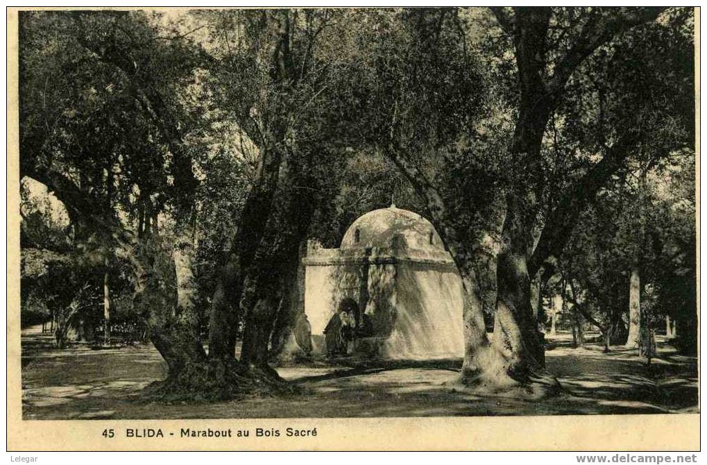 BLIDA / MARABOUT AU BOIS SACRE/