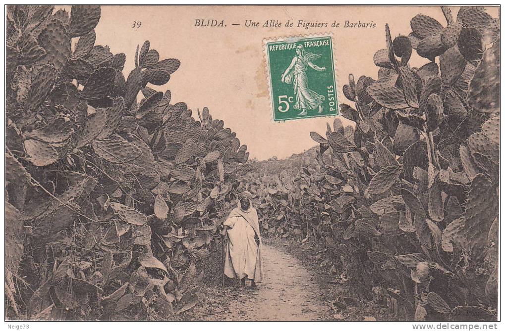 cpa de BLIDA  - une allée de Figuiers de Barbarie