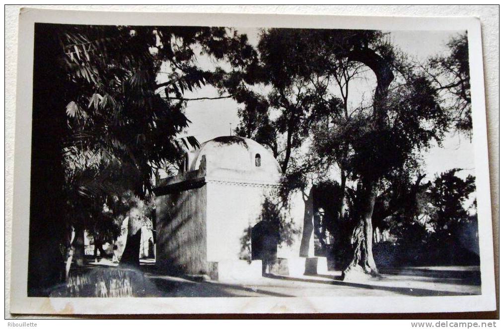 Algérie - CP N° L359 - Blida - CPSM/N