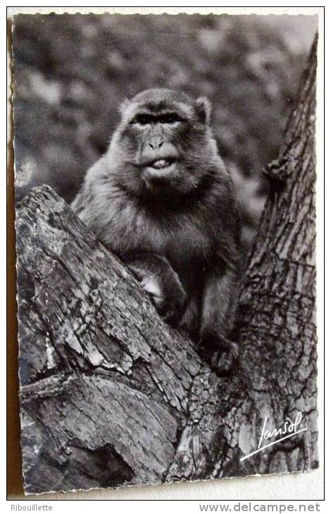 Algérie - CP N° L367 - Blida - CPSM/N