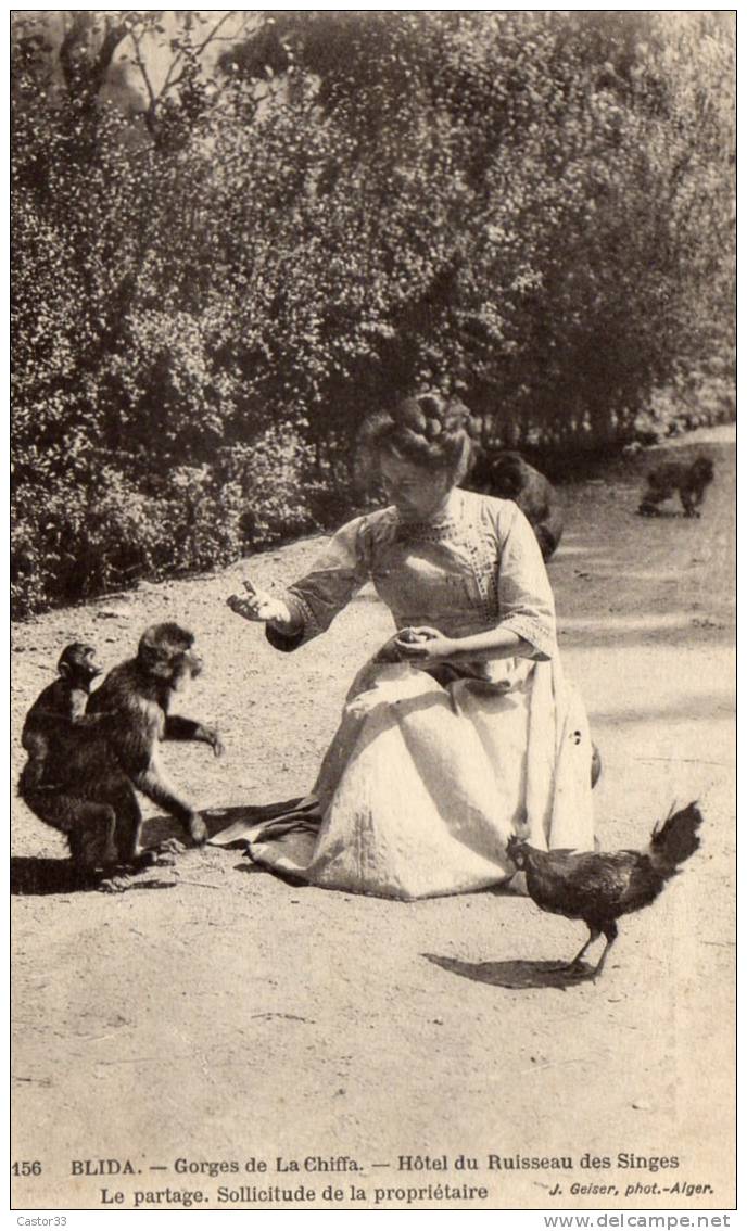 Blida . gorges de la Chiffa, Hôtel du ruisseau des singes. le partage