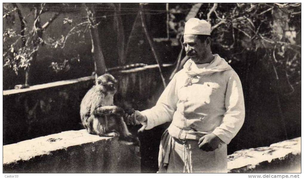 Blida . gorges de la Chiffa, un pensionnaire du ruisseau des singes