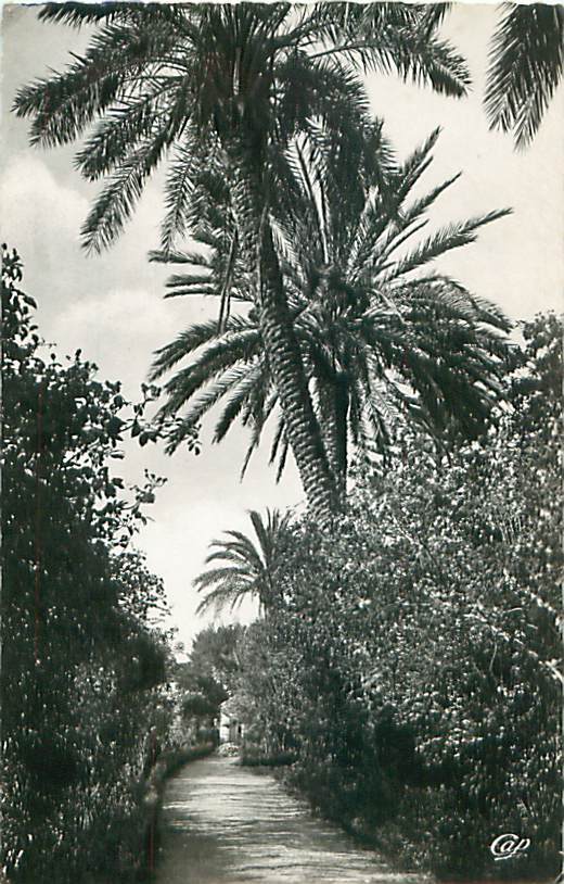 BLIDA - Jardin Bizot - Allée des Roses (CAP. 30)