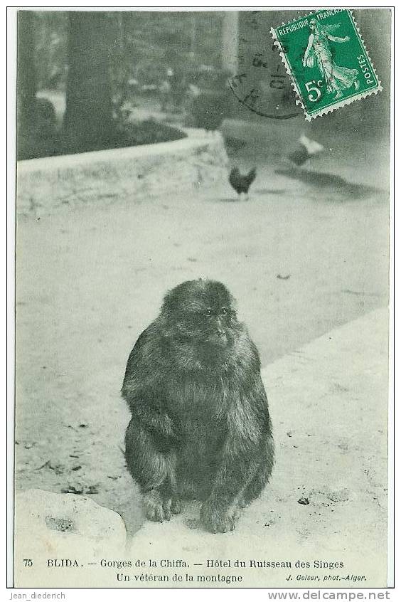 Blida - Gorges de la Chiffa - Hôtel du Ruisseau des Singes - Un Vétèran de la Montagne