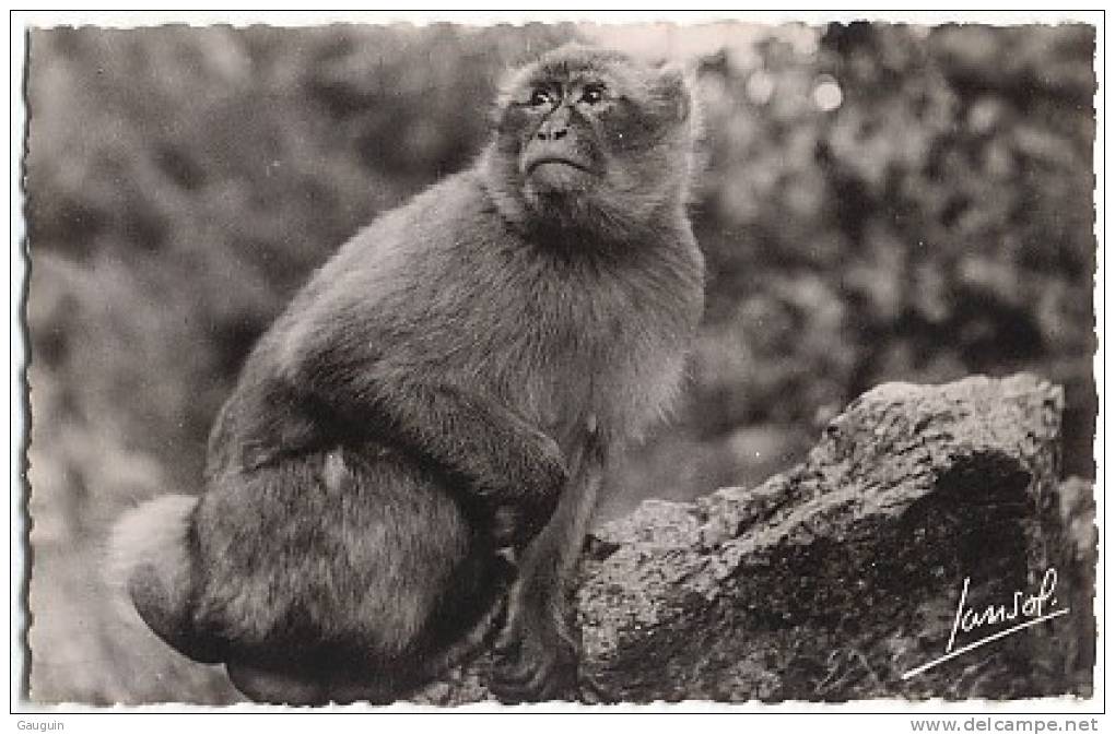 CPSM - ENVIRONS DE BLIDA  VALLEE DE LA CHIFFA LE RUISSEAU DES SINGES - Edition Jansol / N°E2