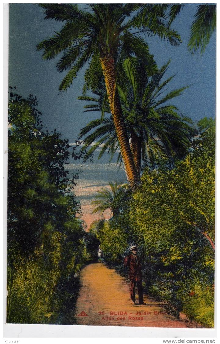 ALGERIE / ALGERIEN    Blida    Jardin Bizot  Allee des Roses