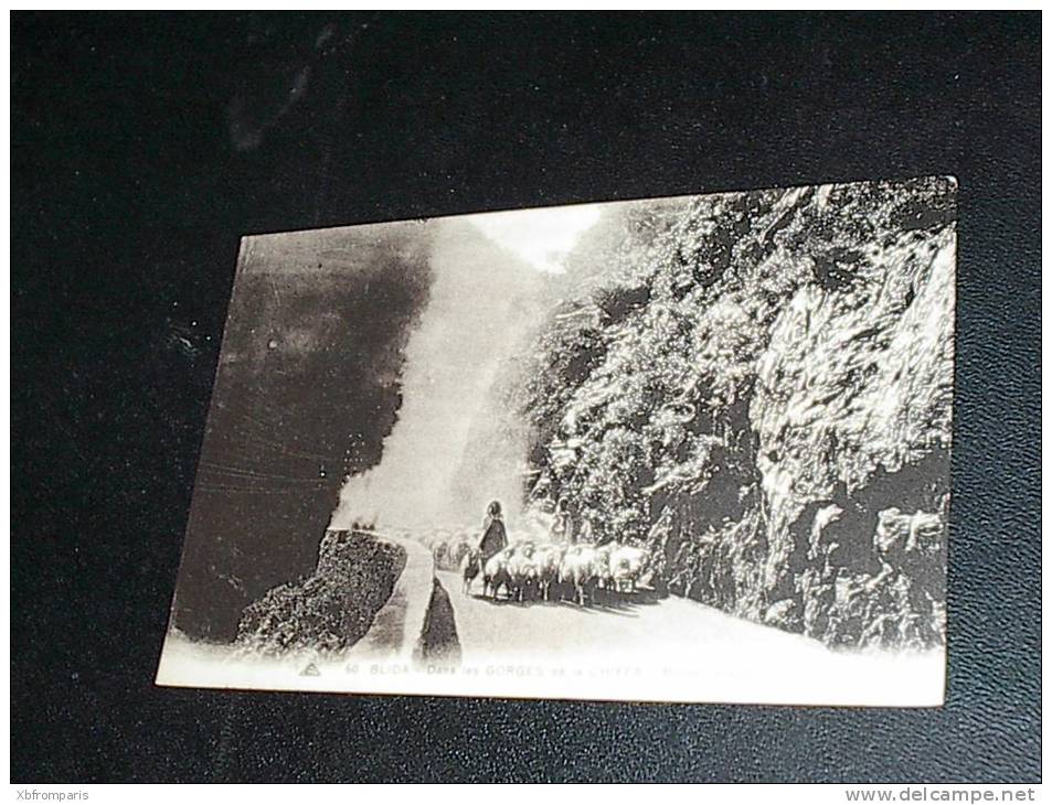 BLIDA DANS LES GORGES DE LA CHIFFA  BERGER ARABE