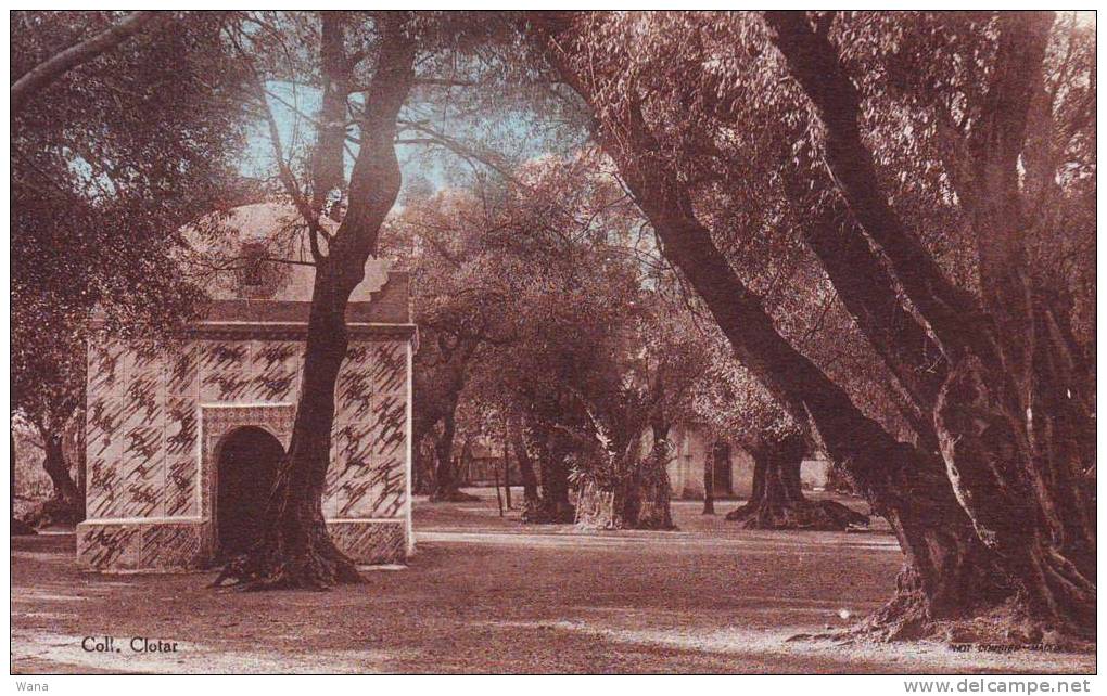 Carte postale Colorisée Algérie BLIDA Le Bois Sacré