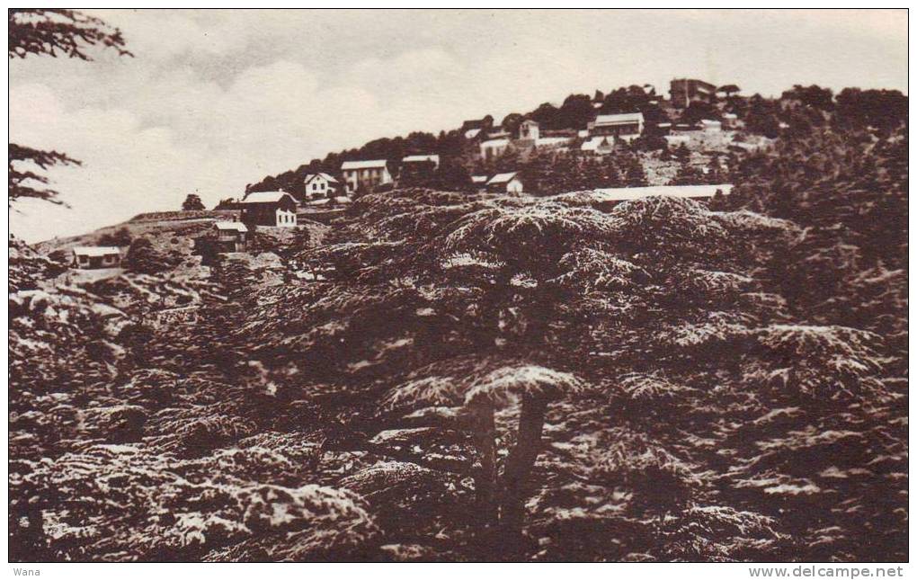 Carte postale N/B  Algérie BLIDA -CHREA   Ensemble des  Chalets