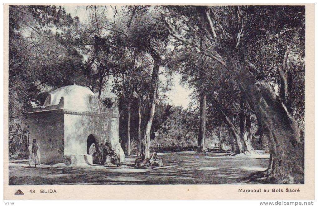 Carte postale N/B  Algérie BLIDA Marabout au bois Sacré