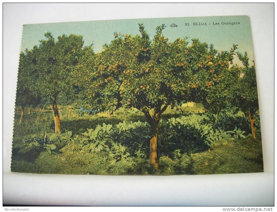 ALGERIE - BLIDA - LES ORANGERS (EDITION C.A.P. STRASBOURG N° 83)