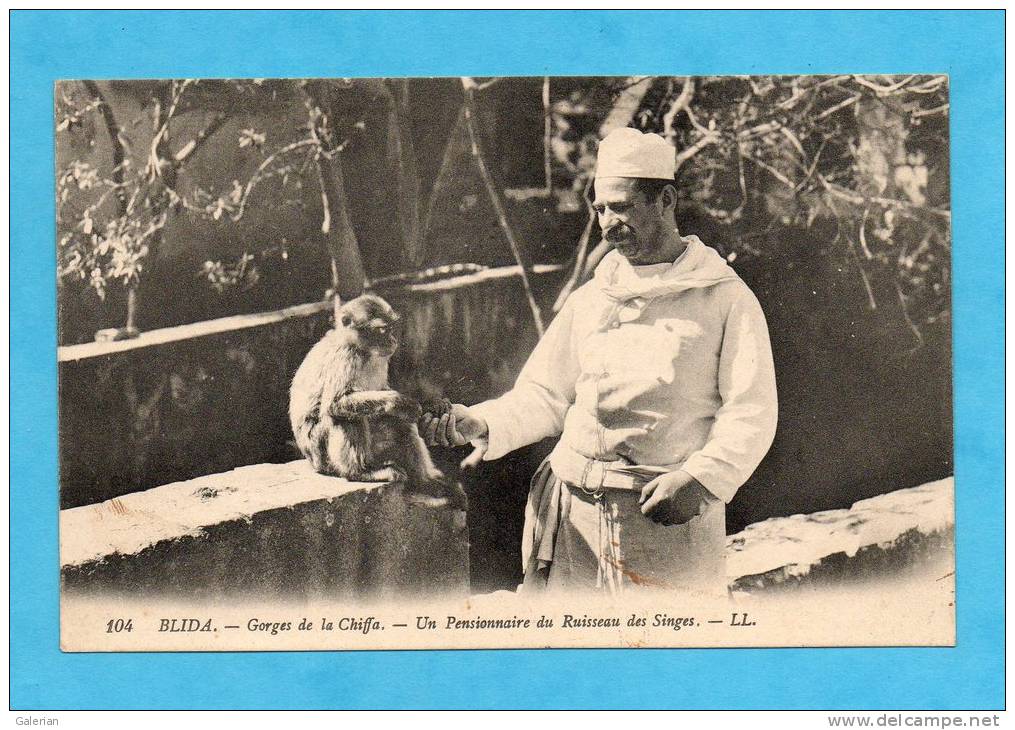 Blida. - Gorges de la Chiffa. - Un Pensionnaire du Ruisseau des Singes.