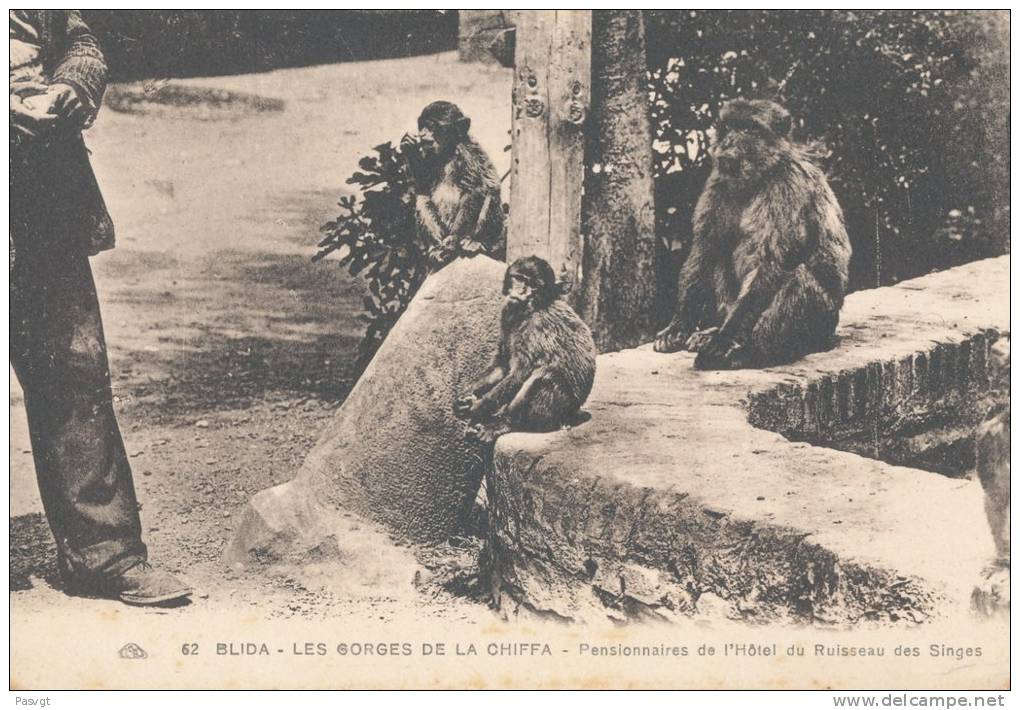 ALGERIE BLIDA PENSIONNAIRES DE L'HOTEL DU RUISSEAU DES SINGES