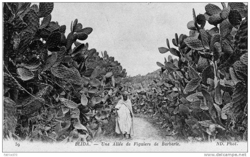 ALGERIE BLIDA - Une allée de figuiers de Barbarie