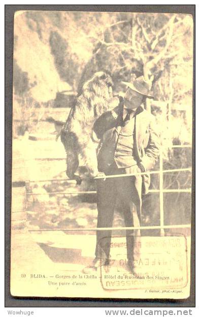 ALGERIA BLIDA GORGES CHIFFA HOTEL RUISSEAN SINGES UNE PAIRE DAML CHIMPANZEE HAT