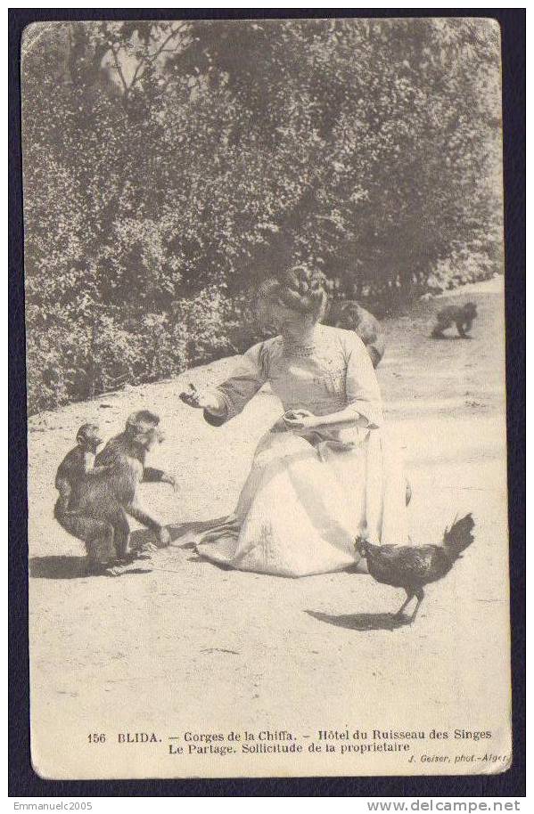 CPA ANIMEE - 156 BLIDA Gorges de la Chiffa Hôtel du ruisseau des singes - non circulée
