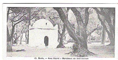 BLIDA ,BOIS Sacré . Marabout de SIDI-JACOUB n°15  ,TB