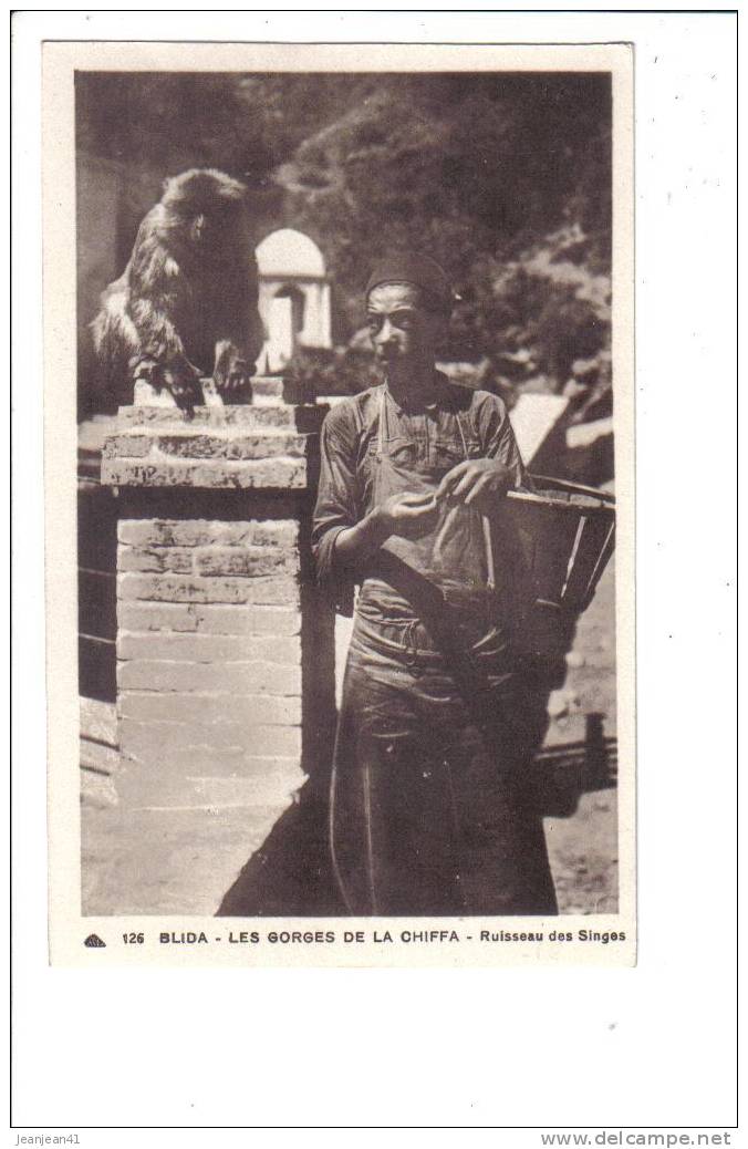 126   BLIDA  -  Les  Gorges  de  La  Chiffa  -  Ruisseau  des  Singes