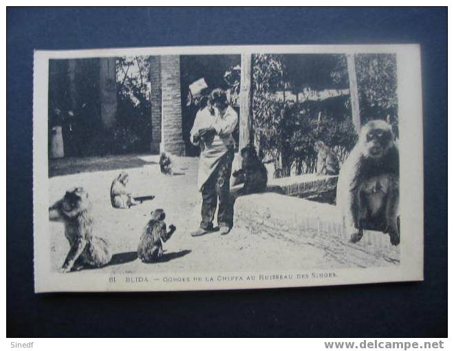 Algerie  BLIDA  Gorges de la Chiffa au ruisseau des singes ..anime singe