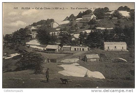 162 - Blida - Col de Chréa ( 1550 m ) - Vue d´ensemble avec plaques de neige