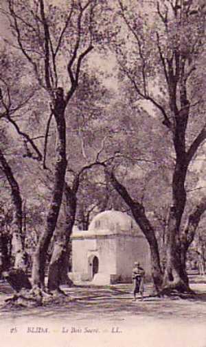 Blida  le bois sacré